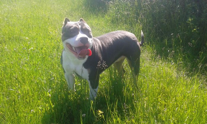 11 LUNI - PITBULL GOLDYE tricolor blue femela