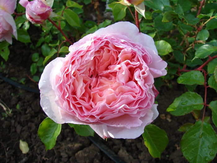 DSC08235 - Abraham Darby