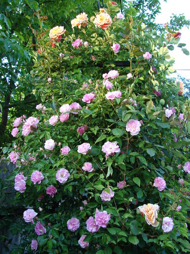 DSC08280 - Tausendschon-Thousand Beauties