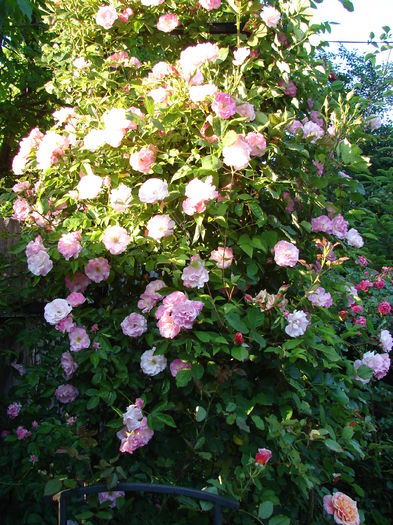 DSC08612 - Tausendschon-Thousand Beauties