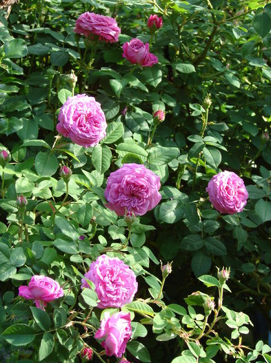 DSC08535