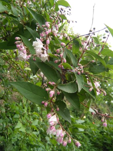 Deutzia