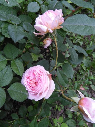 Abraham darby