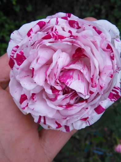 Variegata