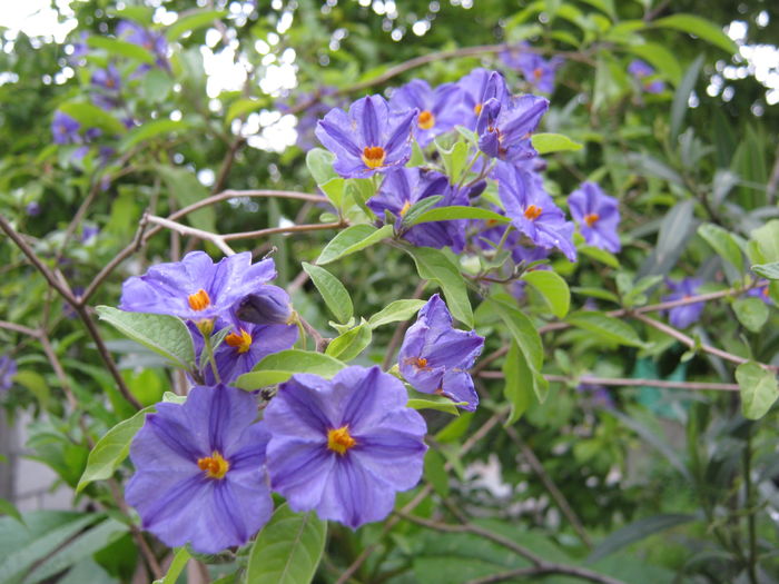 solanum rantonneti