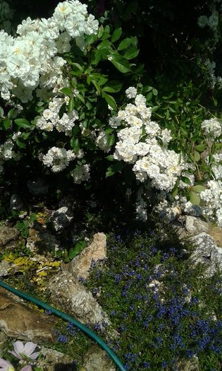 FRANCINE AUSTIN - TRANDAFIRI 2016 I