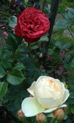 Jude the Obscure,Piano - TRANDAFIRI 2016 I