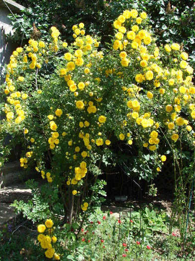 DSC02337 - Persian yellow feotida