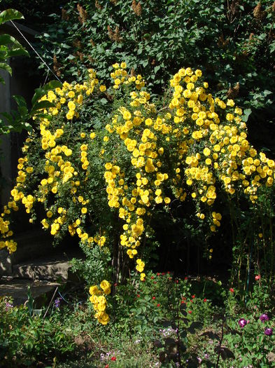DSC02422 - Persian yellow feotida