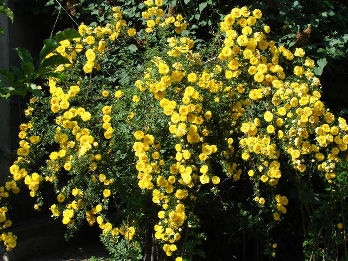 DSC02423 - Persian yellow feotida