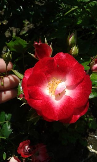 Patrick Poivre d'arvoir