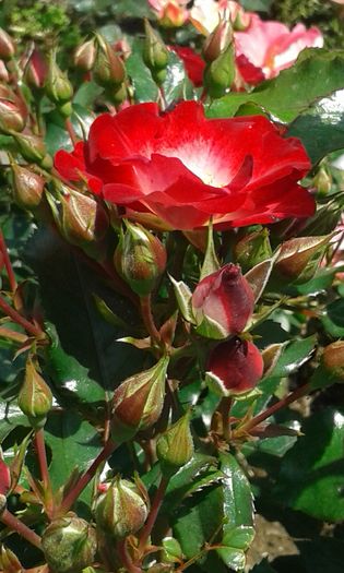 Patrick Poivre d'arvoir