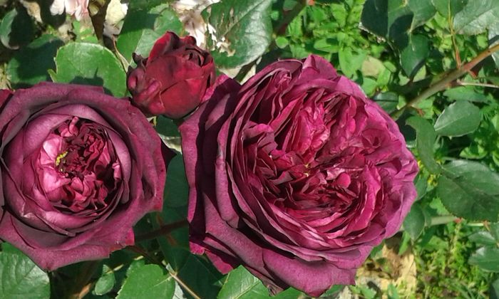 Munstead Wood - TRANDAFIRI 2016 I