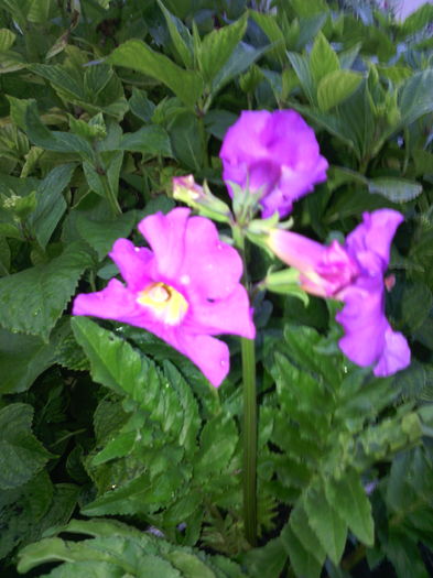 Incarvillea delavayi - 01-Flori din curtea mea 2016