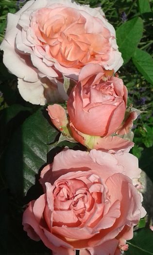 Laurent Cabrol - TRANDAFIRI 2016 I