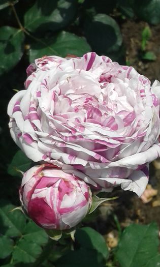 Variegata di Bologna