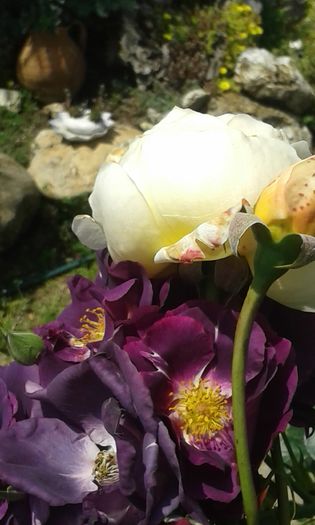 Blue for you,Jude the Obscure