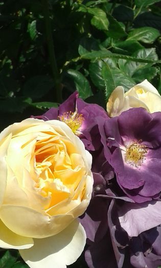 055 - TRANDAFIRI 2016 I