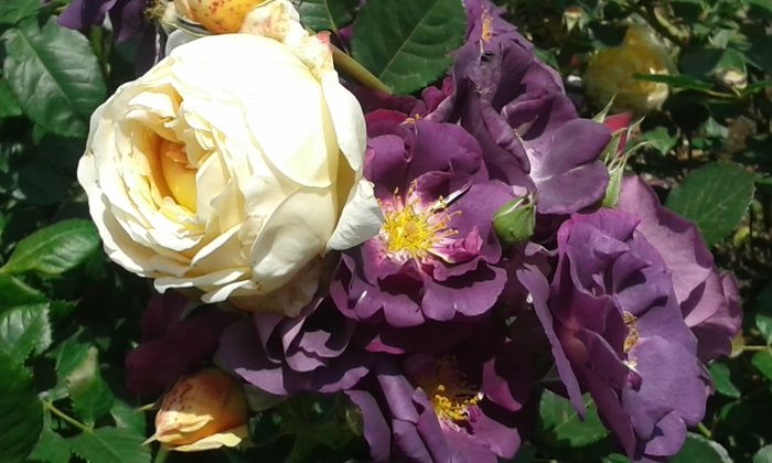 053 - TRANDAFIRI 2016 I