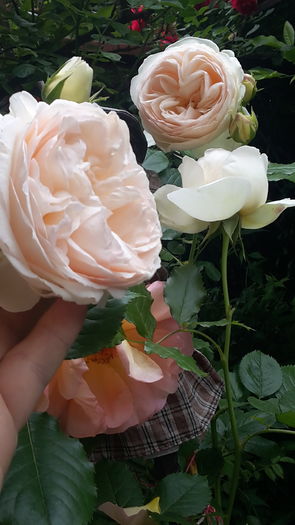 20160521_101727