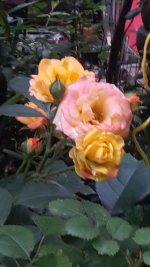 20160520_192916