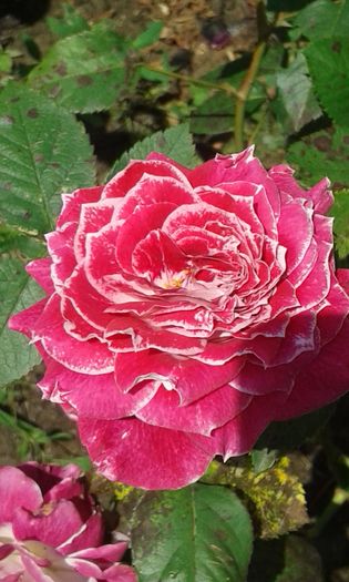 066 - TRANDAFIRI 2016 I