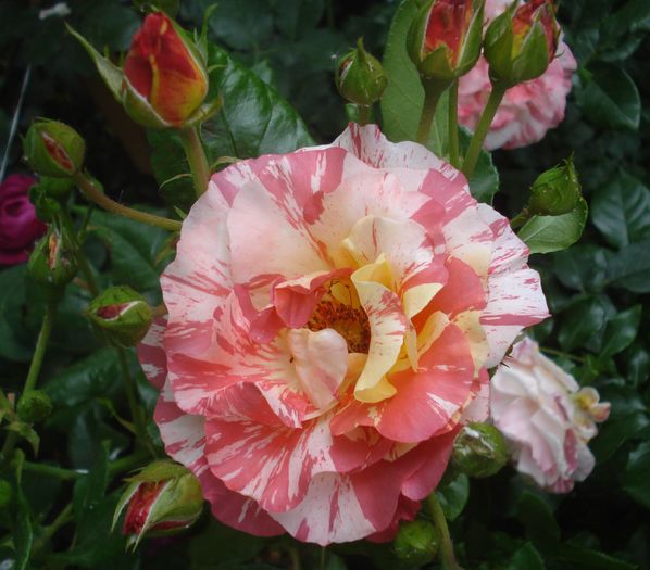 Mai 2016 - Alfred Sisley