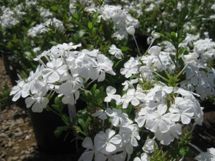 plumbago alb - 000-Plante pe care le doresc