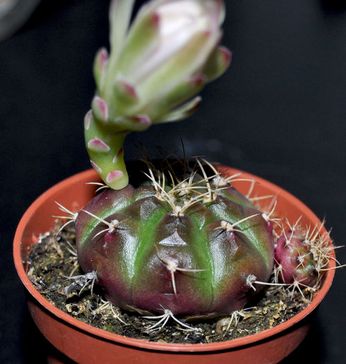 Gymnocalycium damsii v. tucavocense