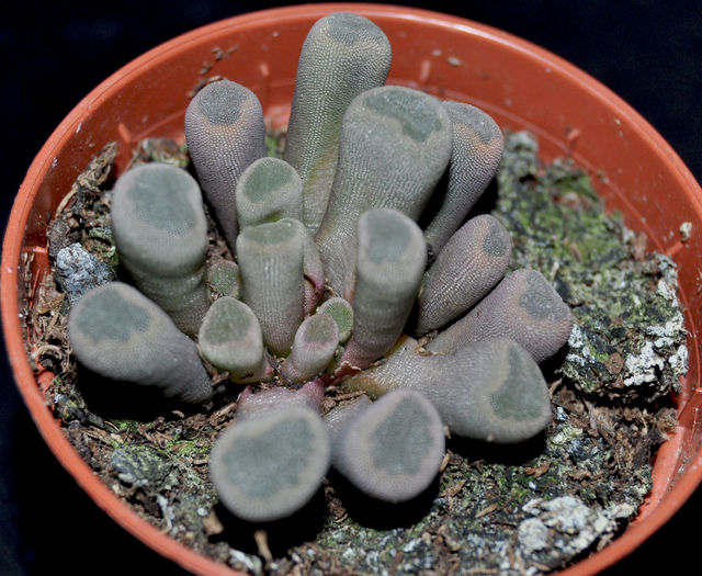 Frithia pulchra - Cactusi si suculente