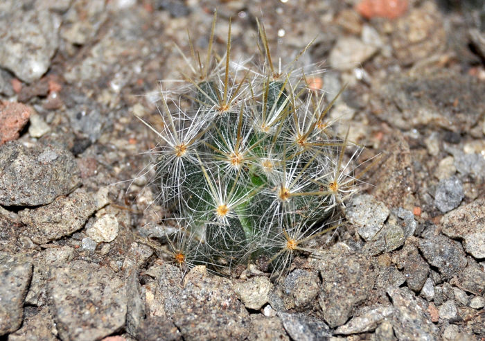 Mammillaria prolifera - Cactusi si suculente