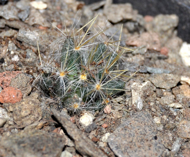 Mammillaria prolifera - Cactusi si suculente