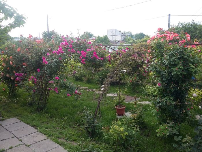 20160522_073024 - 2016 trandafiri