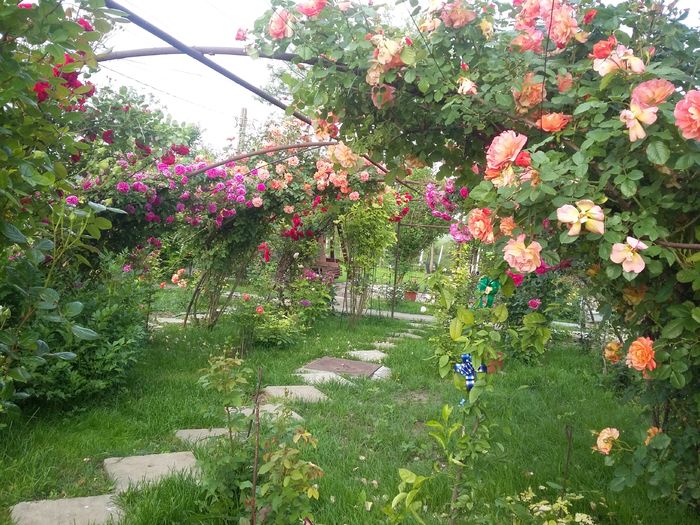 20160522_072815 - 2016 trandafiri