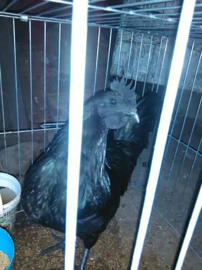 IMG-20160521-WA0002 - Ayam Cemani