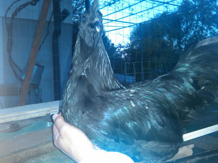 IMG-20160521-WA0010 - Ayam Cemani