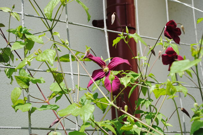 clematis mme julia correvon