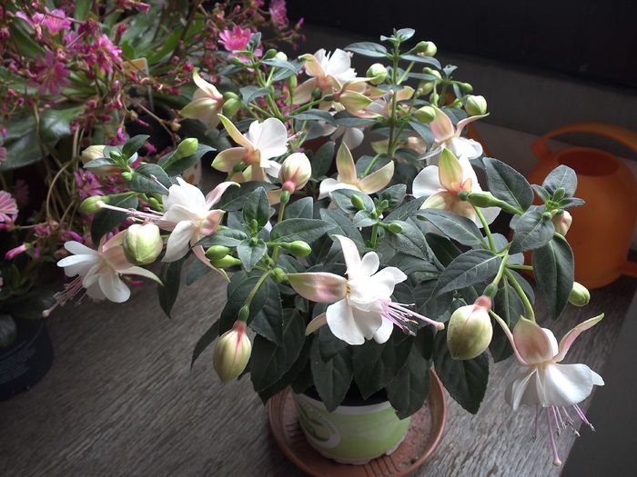 WIN_20160522_074148 - diverse_floricele