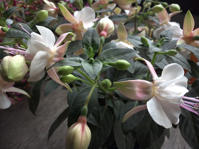 WIN_20160522_074153 - diverse_floricele