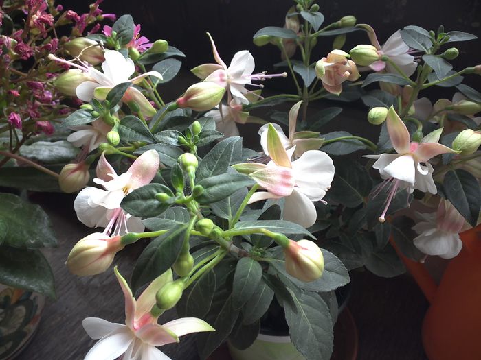 WIN_20160522_074211 - diverse_floricele