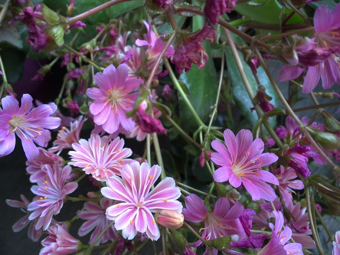 WIN_20160522_074457 - diverse_floricele