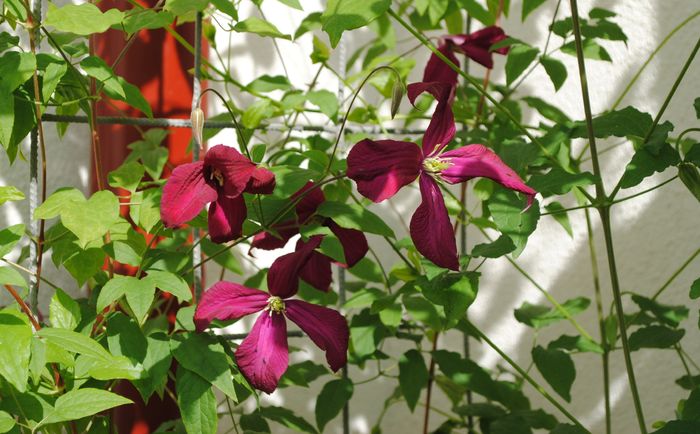 21 mai,clematis mme julia correvon