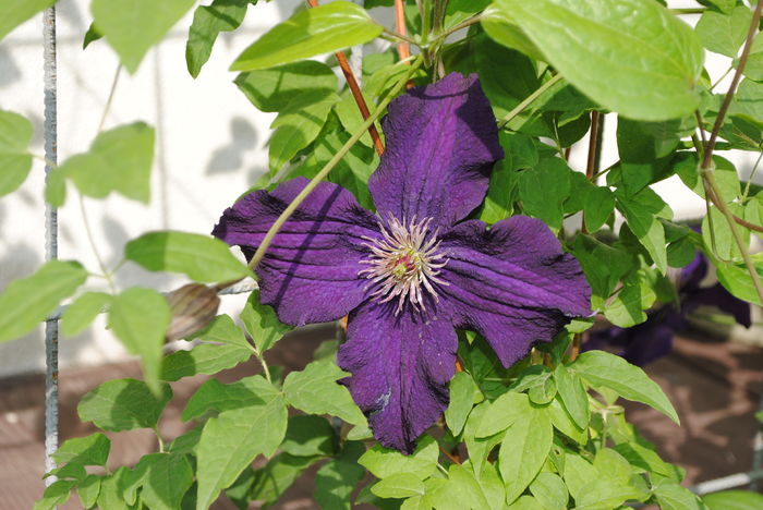 clematis Rasputin