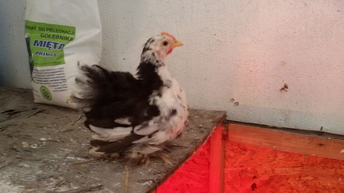 Cochi pitic - Pui 2016