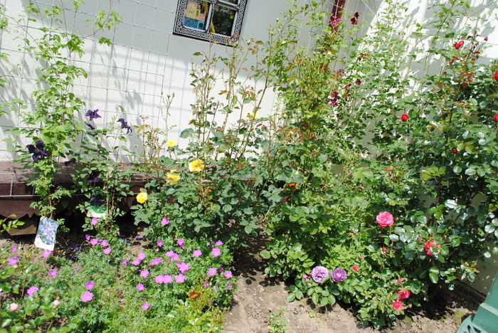 21 mai - 2016 gradina mea