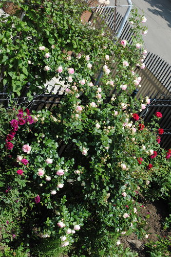 21 mai - 2016 gradina mea