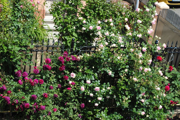 21 mai - 2016 gradina mea