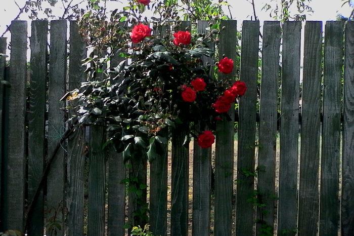 IMG_20160522_105004 - 5Primavara 2016