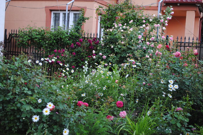 21 mai, dupa ploaie.. - 2016 gradina mea