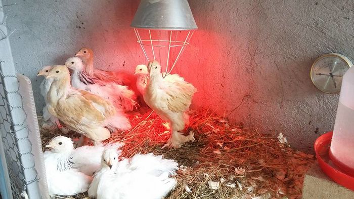 pui din ultima serie